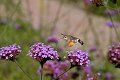 Macroglossum stellatarum  Kolibrievlinder vlinder vlinders butterfly butterflies papillon papillons